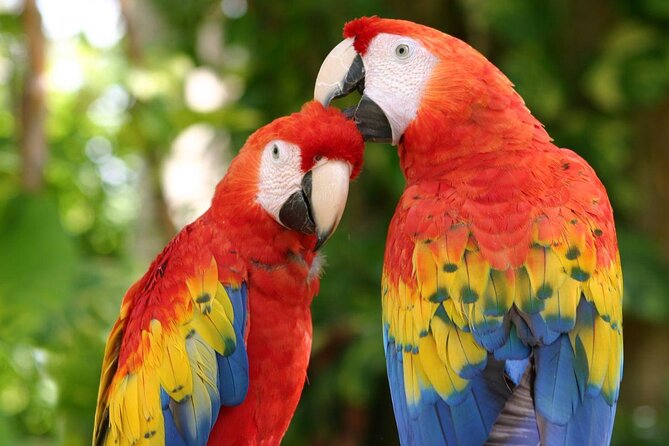 4-in-1 Cenote Tour Guided Experience with Breakfast, Lunch & Wine - Hotel Pickup and the Ride Into the Jungle