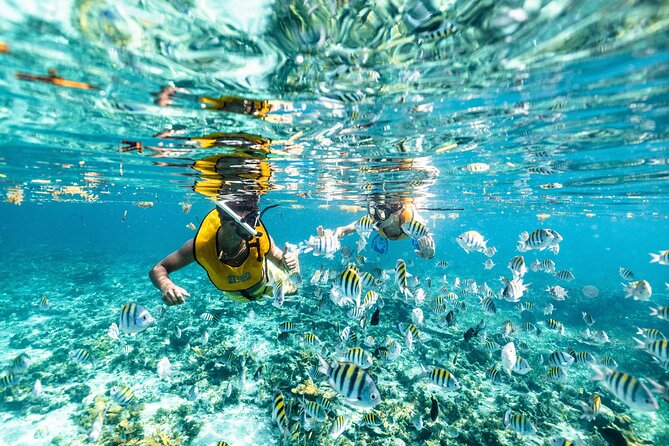 5-in-1 Cancun Snorkeling: Turtles, Reef, Musa, Shipwreck, Cenote - What the $79 price really covers