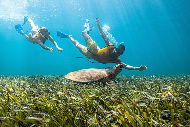 5-in-1 Cancun Snorkeling: Turtles, Reef, Musa, Shipwreck, Cenote - Stop one: shallow water and a proper introduction