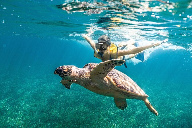 5-in-1 Cancun Snorkeling: Turtles, Reef, Musa, Shipwreck, Cenote - Reef fish in clear Caribbean water