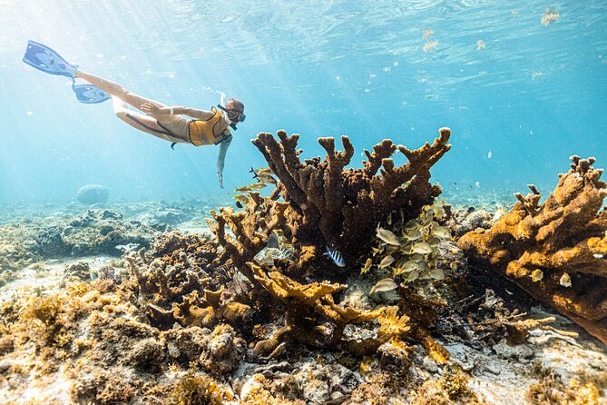 5-in-1 Cancun Snorkeling: Turtles, Reef, Musa, Shipwreck, Cenote - Swimming with turtles and possible rays