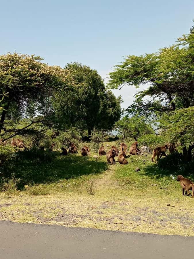 Addis Ababa: Debre Libanos, Blue Nile Gorge, and Cave Tour - Key reasons to consider this day trip