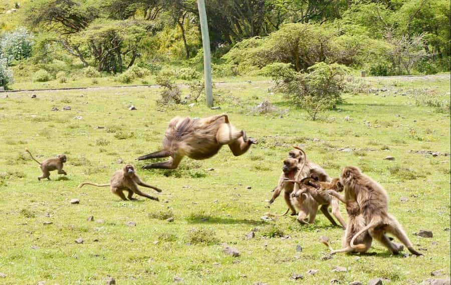 Addis Ababa: Debre Libanos, Blue Nile Gorge, and Cave Tour - What $94 includes, and where the value lies