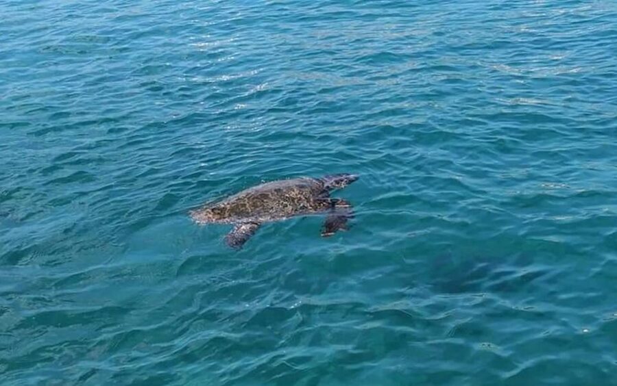 Agios Sostis: Marathonissi, Keri Caves, and Turtle Spotting - Is $29 good value for the experience?