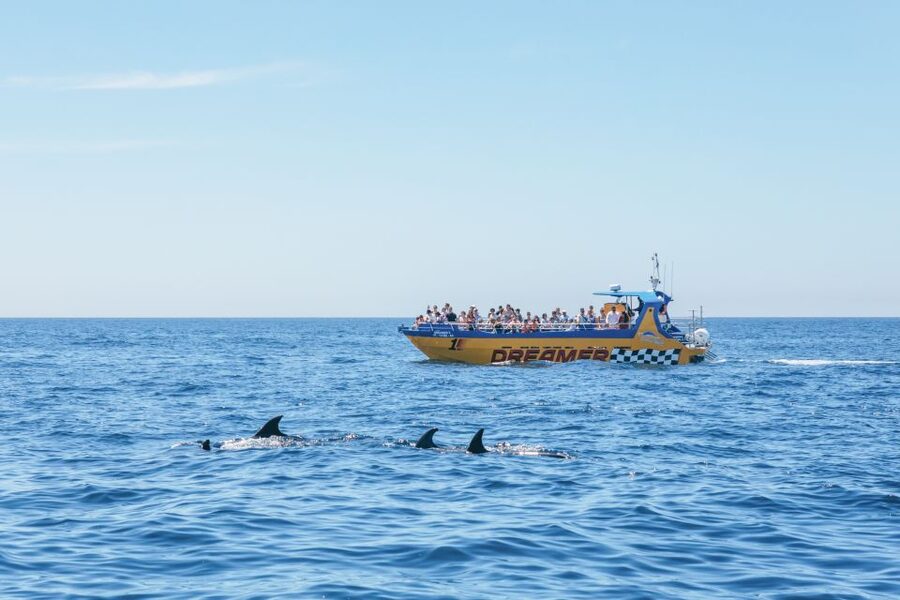 Albufeira: 2.5-Hour Benagil Caves & Dolphin Watching - Searching for dolphins in open water