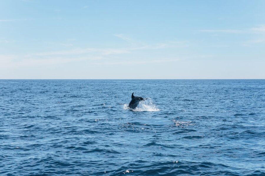 Albufeira: 2.5-Hour Benagil Caves & Dolphin Watching - The swim stop and what the boat provides