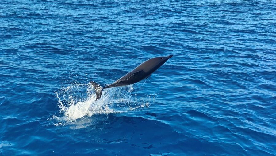 Albufeira: 2.5-Hour Dolphin Watching and Caves Trip - Who should book this boat trip?