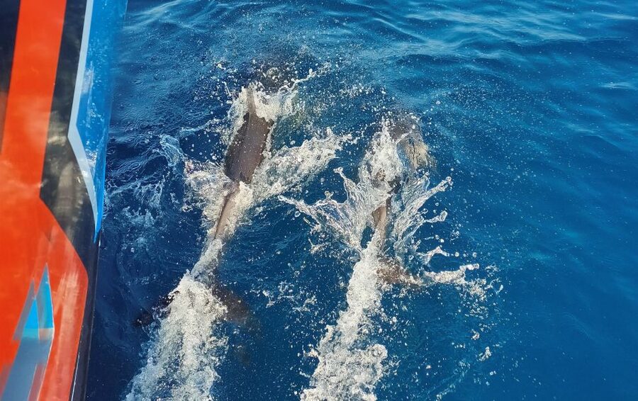 Albufeira: 2.5-Hour Dolphin Watching and Caves Trip - The first stretch: beaches west of Albufeira