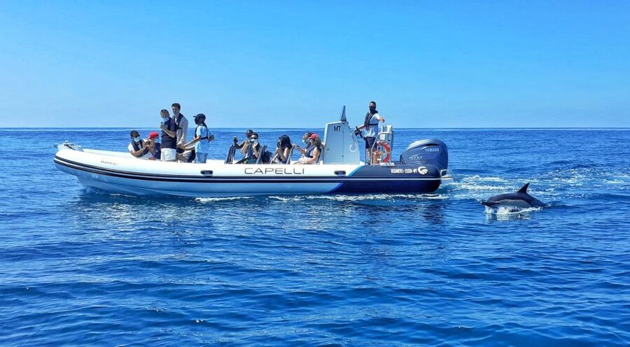 Albufeira: Benagil Cave and Dolphin Sightseeing Boat Cruise - Key points to know before booking
