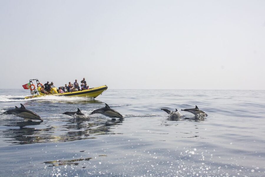Albufeira: Benagil Caves & Dolphin Watching Speed Boat Tour - Key points to know before you go