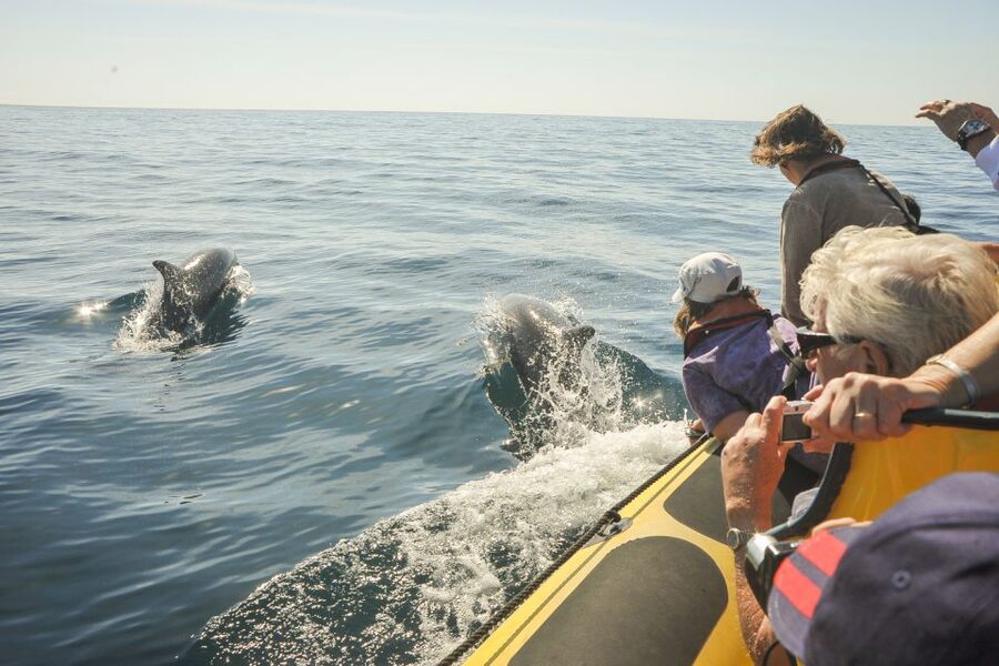Albufeira: Benagil Caves & Dolphin Watching Speed Boat Tour - The swimming stop, and why it may not happen