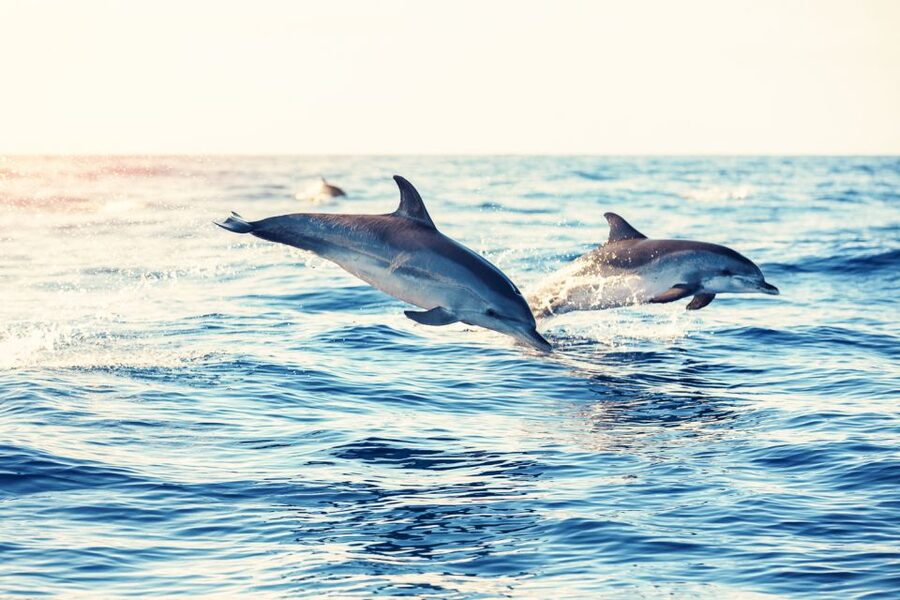 Albufeira: Benagil Caves & Dolphin Watching Speed Boat Tour - Is $40 a fair price?