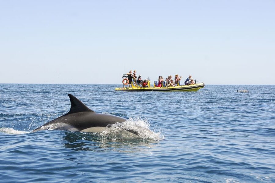 Albufeira: Benagil Caves & Dolphin Watching Speed Boat Tour - What to bring and how to prepare