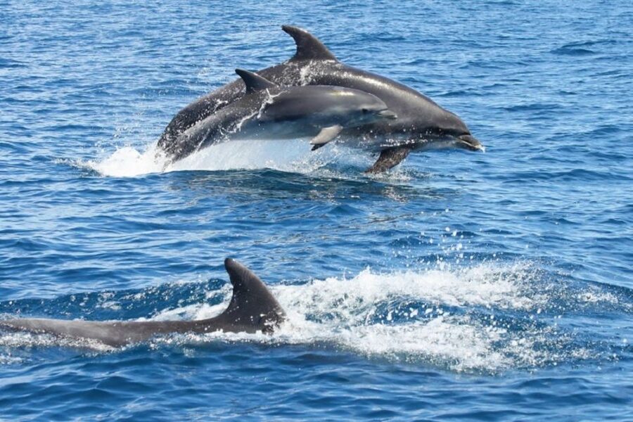 Albufeira: Dolphin Watching and Benagil Cave - Leaving Albufeira Marina for the Algarve coast
