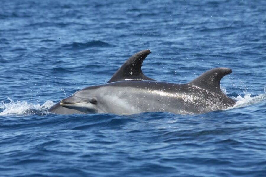 Albufeira: Dolphin Watching and Benagil Cave - Is $34 good value?