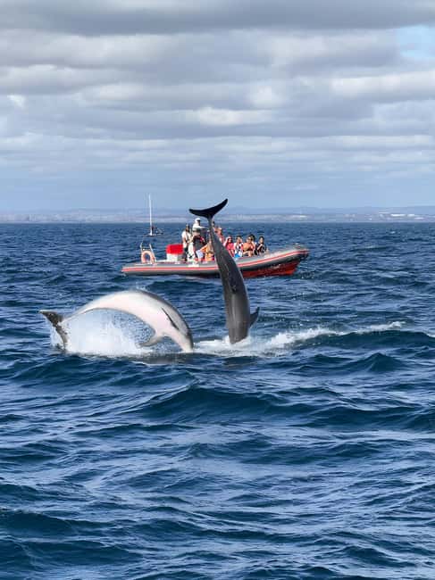 Albufeira: Dolphin Watching and Benagil Cave Boat Cruise - Key points to know before you go