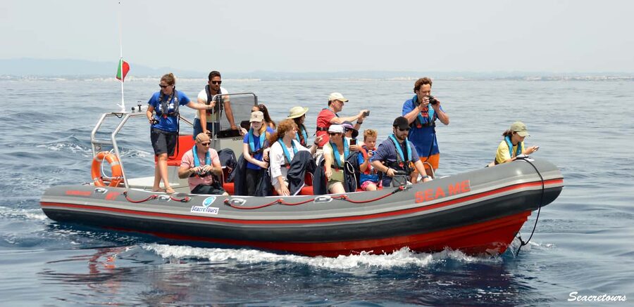 Albufeira: Dolphin Watching and Benagil Cave Boat Cruise - Leaving Albufeira Marina on a fast, open boat