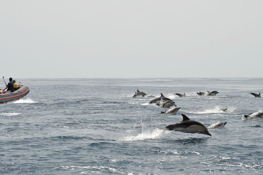 Albufeira: Dolphin Watching and Benagil Cave Boat Cruise - Why the marine biologist matters