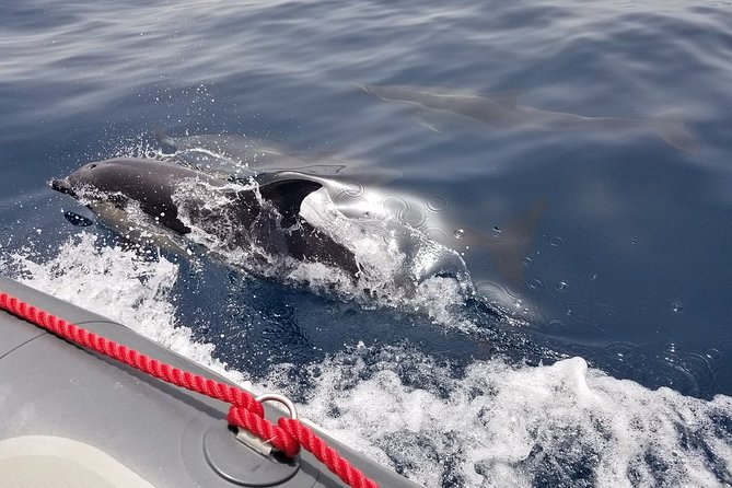 Albufeira: Dolphins and Caves Tour - Leaving Albufeira Marina for the Algarve Coast