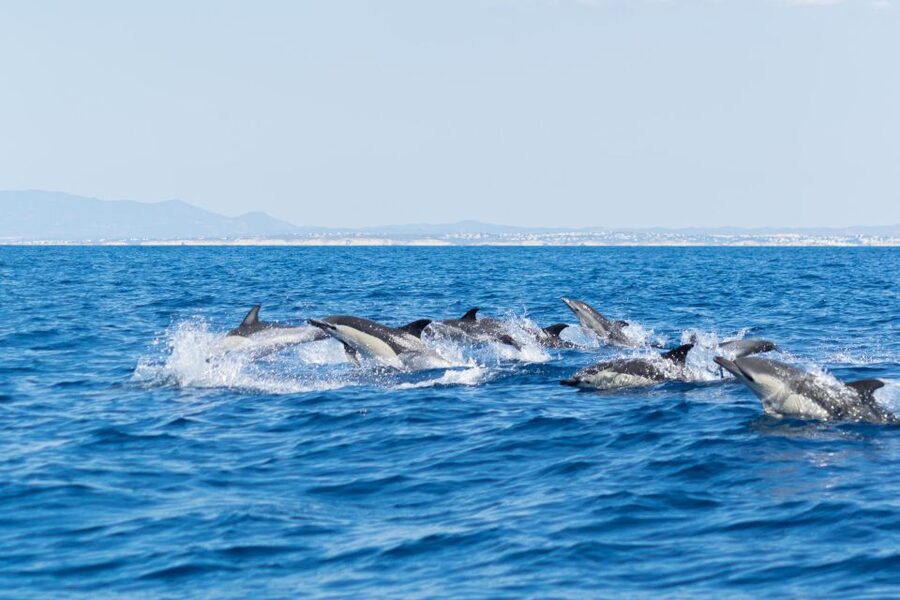 Albufeira: Dolphins & Benagil Caves RIB Tour - Guides, language, and the feel of the trip