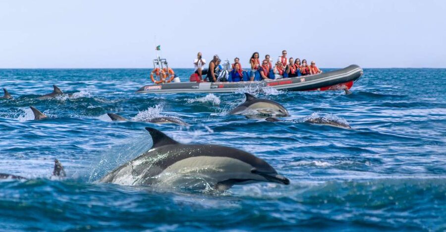 Albufeira: Dolphins & Benagil Caves RIB Tour - The 25-minute ride back to Albufeira