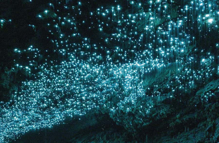 Auckland: Spellbound Glowworm Caves Explorer Tour - Key points at a glance