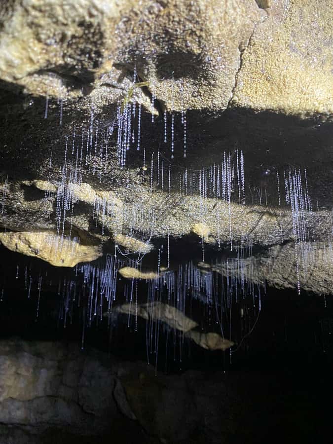Auckland: Spellbound Glowworm Caves Explorer Tour - Otorohanga gives the day breathing room