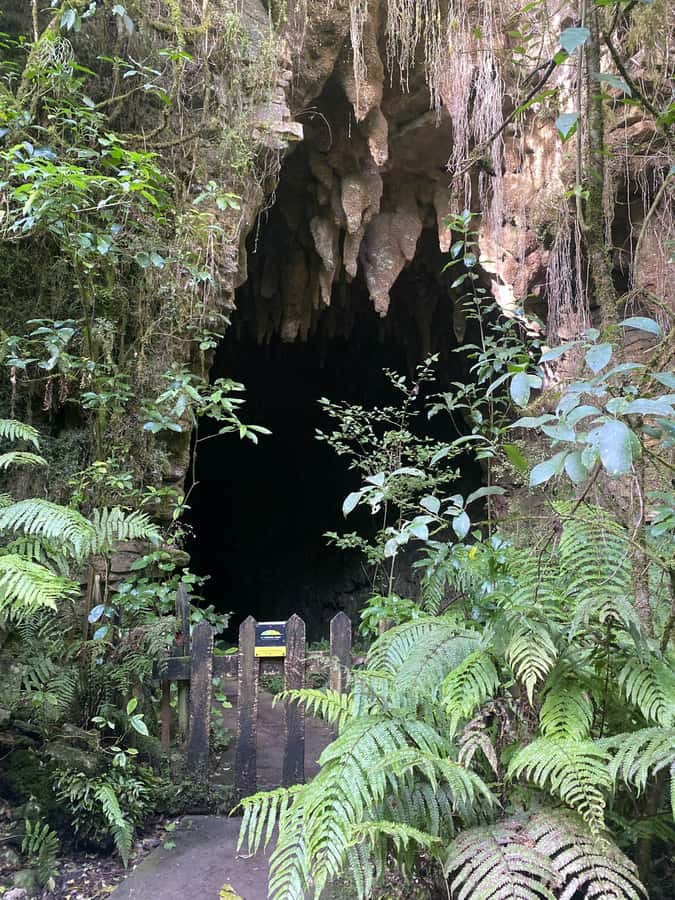 Auckland: Spellbound Glowworm Caves Explorer Tour - Who should book this cave tour?