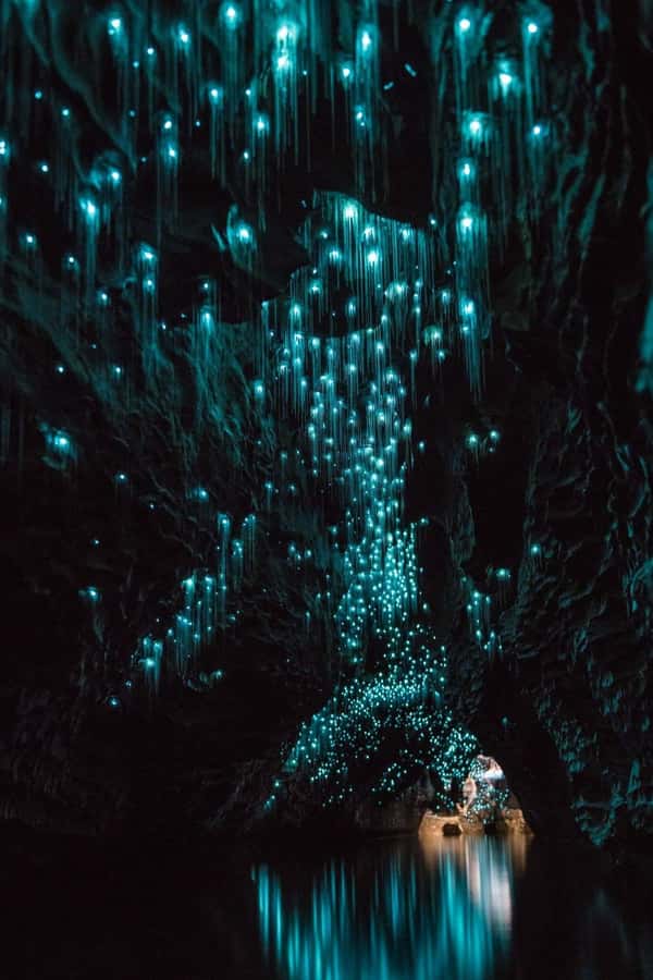 Auckland: Waitomo Caves & Rotorua - Te Puia Small-Group Tour - Why This Auckland Day Trip Works