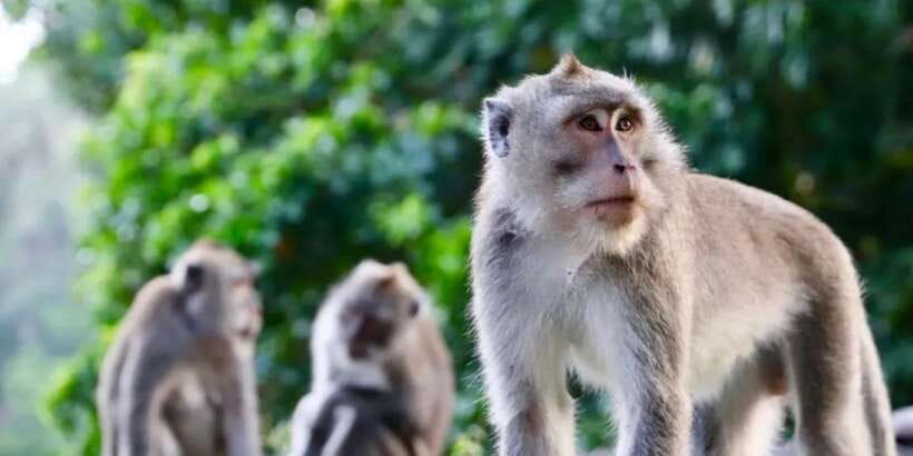 Bali: ATV Gorilla Cave, Ubud Monkey Forest, & Waterfall Tour - What $53 includes, and what it does not