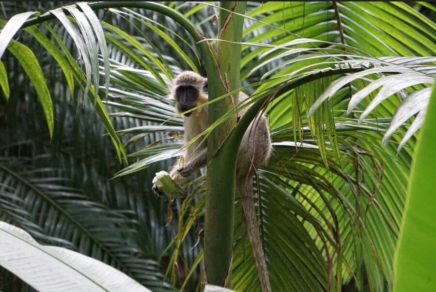 Barbados: Tour of Harrison's Cave & Hunte's Gardens - Key points to know before booking