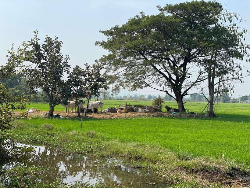 Battambang: Bamboo Train, Bat Cave and Killing Cave Tour - Why this half-day route works in Battambang