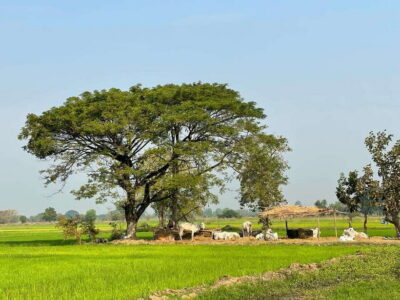 Bamboo Train, Bat Cave and Killing Cave Tour