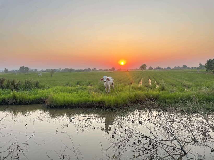 Battambang: Bamboo Train, Bat Cave and Killing Cave Tour - The Killing Cave and Cambodia’s difficult past