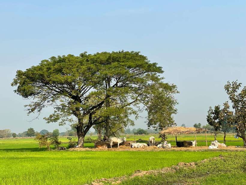 Battambang: Bamboo Train, Bat Cave and Killing Cave Tour - Battambang’s old buildings and city symbols