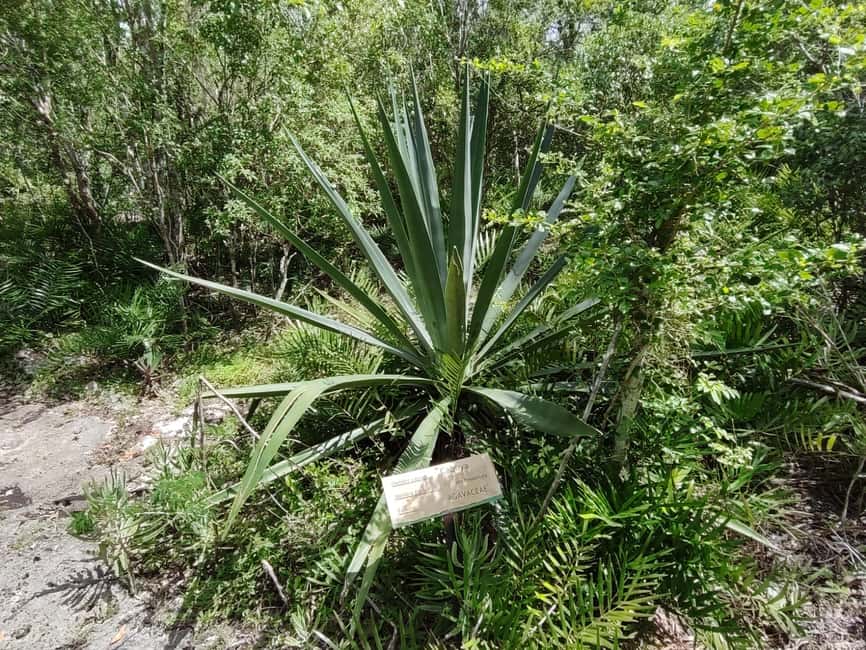 Bayahibe: National Park Jungle Walk & Snorkeling in Cenotes - Descending into the cave