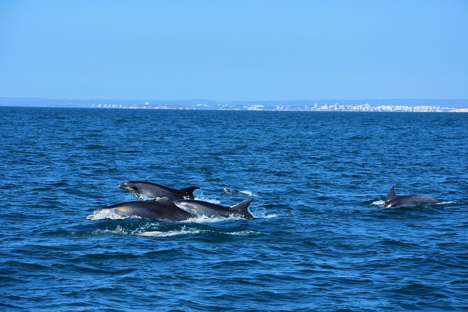 Benagil Caves Visit with Dolphins Watching from Albufeira - Why a small boat changes the Benagil experience