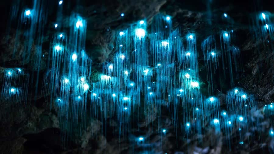 Brisbane: Daytime Glow Worm Caves Hop-on Hop-off Bus Tour - The one-hour drive from Brisbane