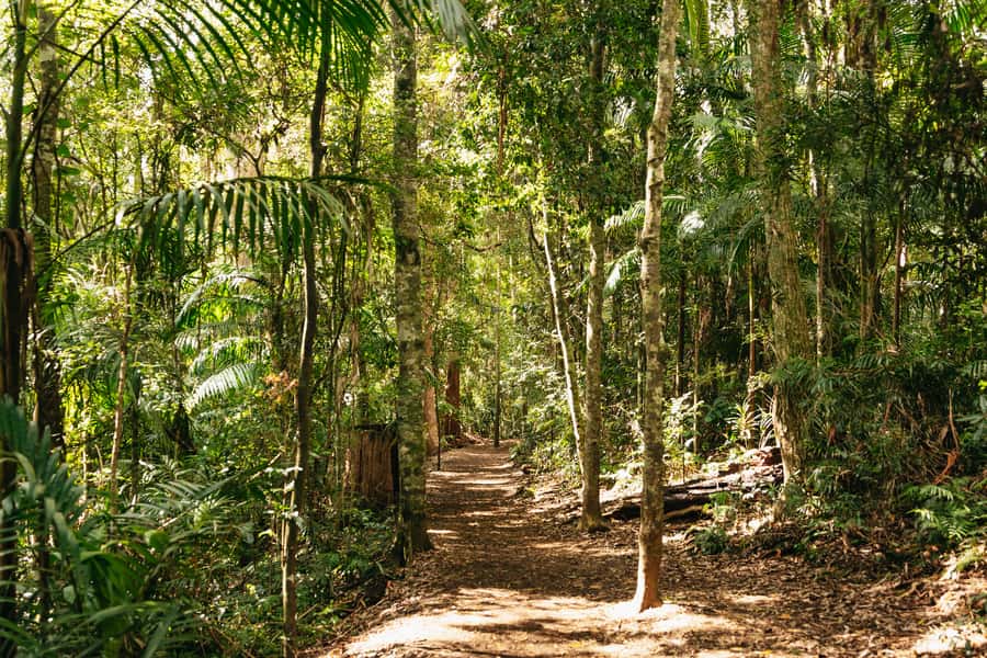 Brisbane: Rainforests, Waterfalls and Glow Worm Cave Tour - Curtis Falls and the first rainforest walk