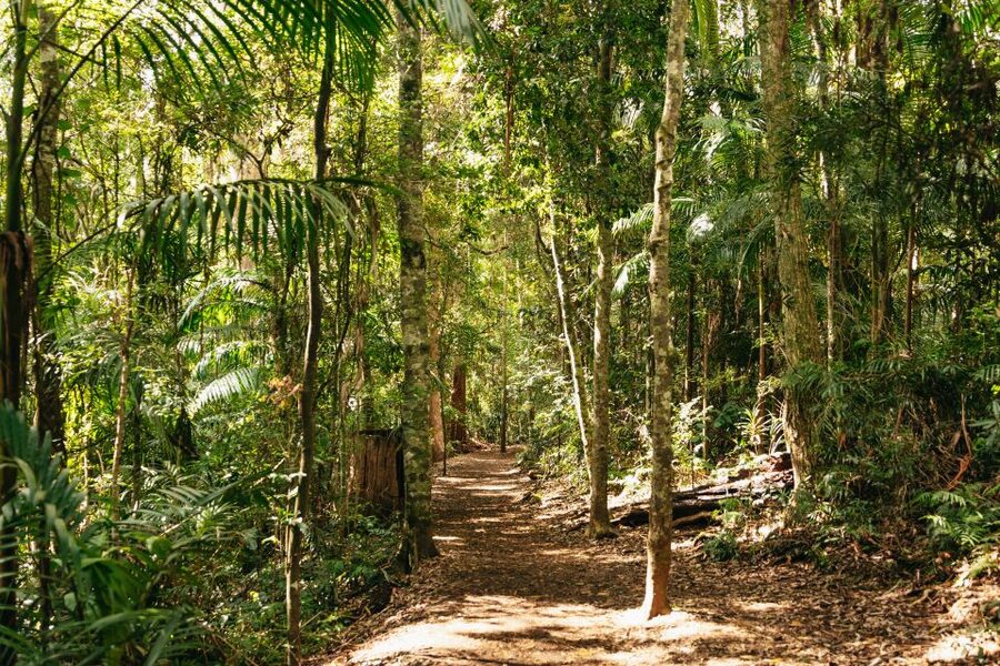 Brisbane: Rainforests, Waterfalls and Glow Worm Cave Tour - Through Numinbah Valley to Springbrook