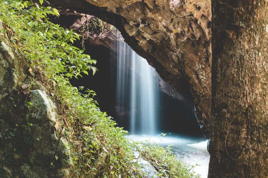 Brisbane: Rainforests, Waterfalls and Glow Worm Cave Tour - From Margaret Street to Tamborine Mountain