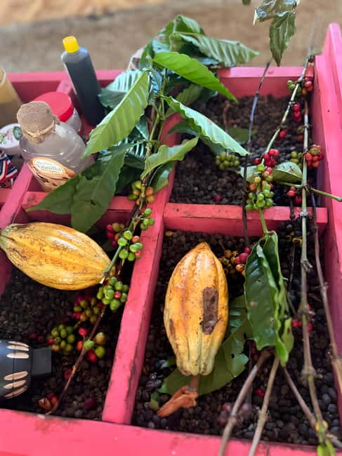 Buggy Tour in Punta Cana: Mamajuana - Coffee - Swimming in Cenote and Macao Beach - What the $22 price really gets you