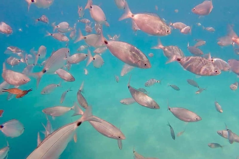 Can Picafort: 3h Private Boat – Caves & Snorkeling - Snorkeling, caves, and the freedom to do less