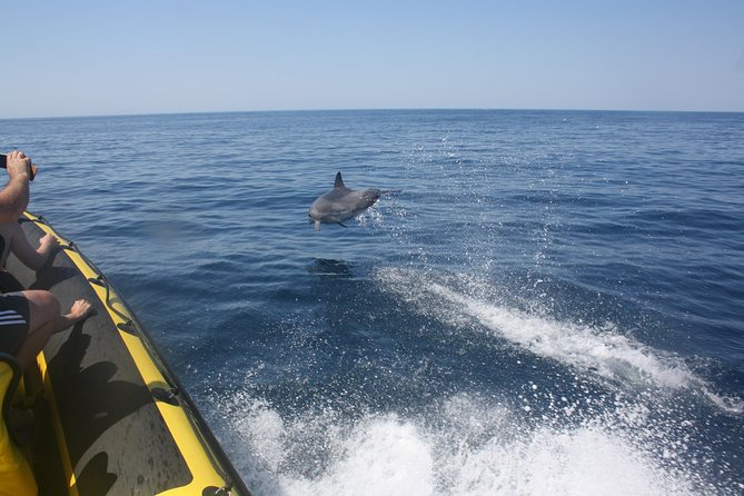 Caves and Dolphin Watching Cruise from Albufeira - What this Albufeira boat trip is really like
