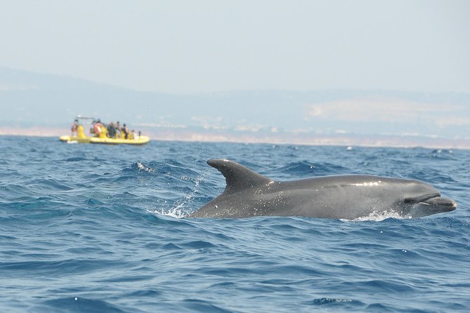 Caves and Dolphin Watching Cruise from Albufeira - Guides, commentary, and the onboard atmosphere