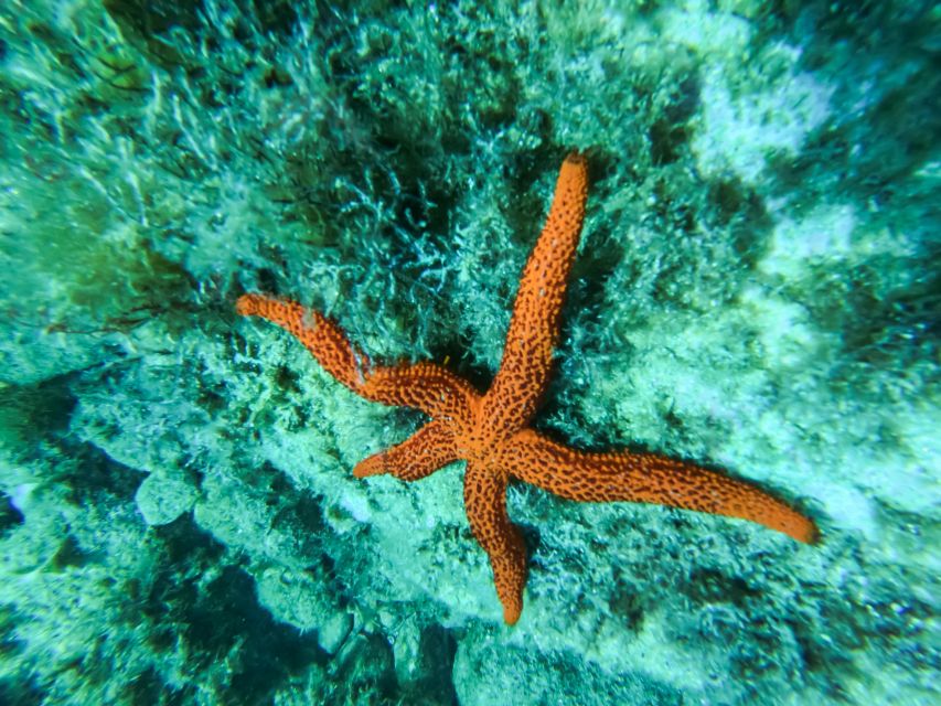 Costa Brava: Sea Caves Kayaking and Snorkeling Tour - Who will enjoy this Costa Brava outing most