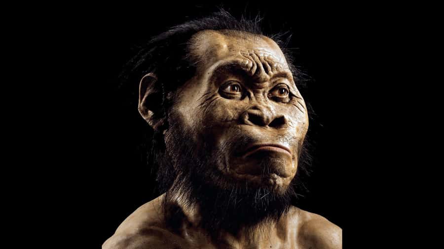 Cradle of Humankind and Sterkfontein Caves Half-Day Tour - Why the Cradle of Humankind is worth your time