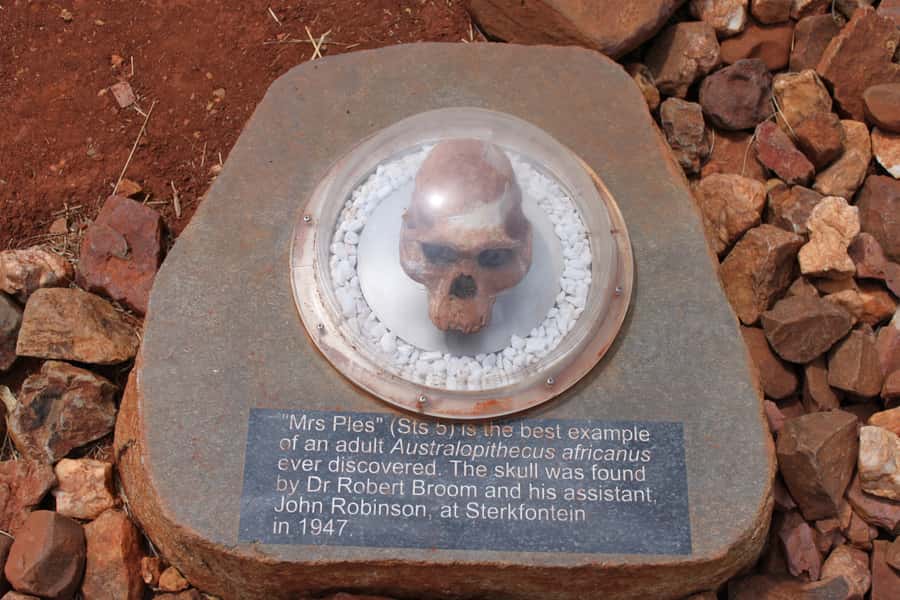 Cradle of Humankind and Sterkfontein Caves Half-Day Tour - Gift shopping and the final ride
