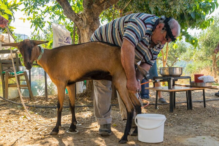 Crete: Lasithi Plateau and Cave of Zeus Off-Road Safari Tour - Potamies farm: starting with working Crete