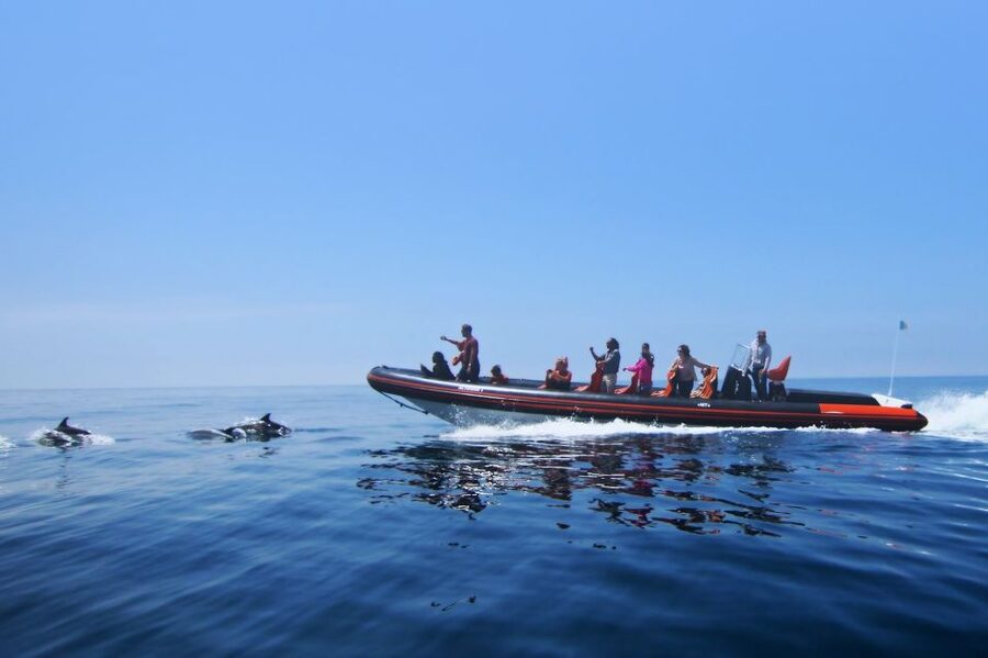 Dolphin Safari and Cave Tour in Vilamoura - Key points to know before you book
